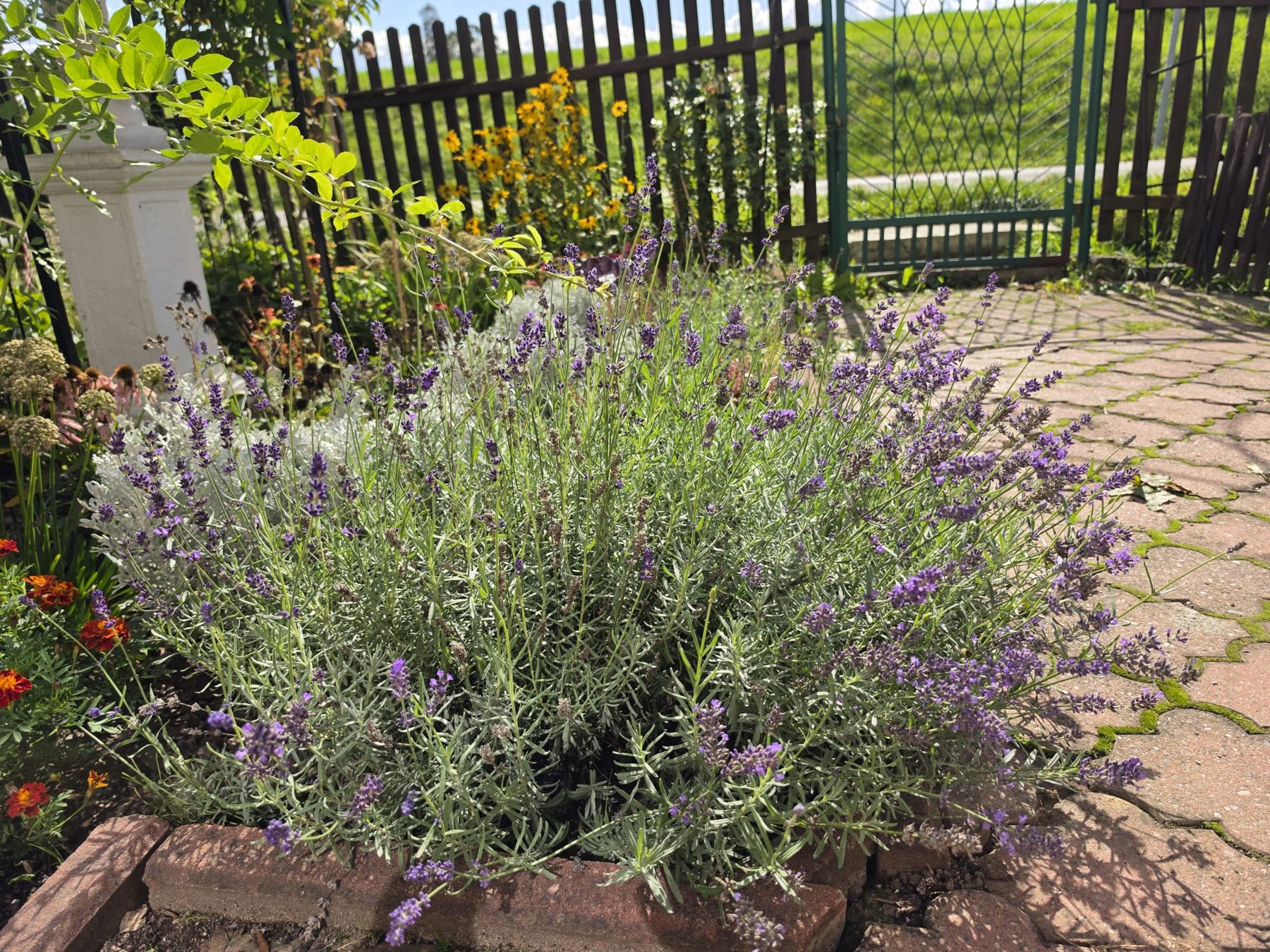 Seva and new plants in the garden