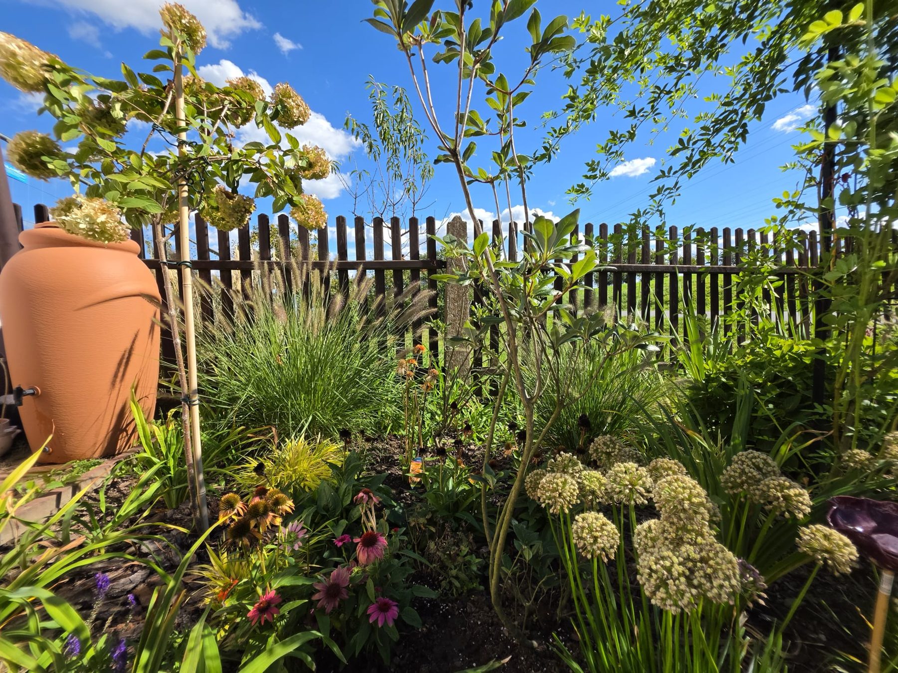 The garden in high summer